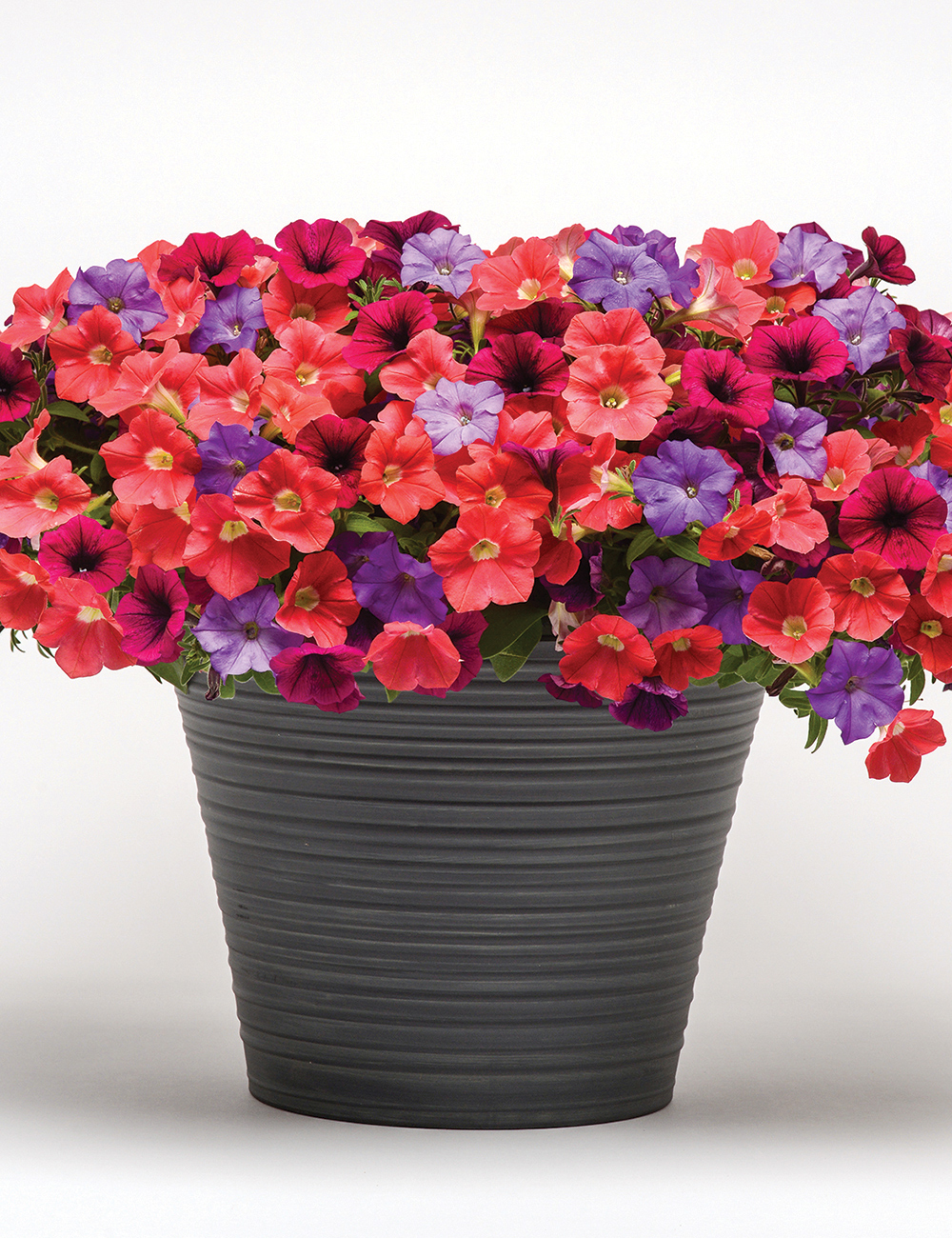 Patchwork Petunia 'Firecracker'