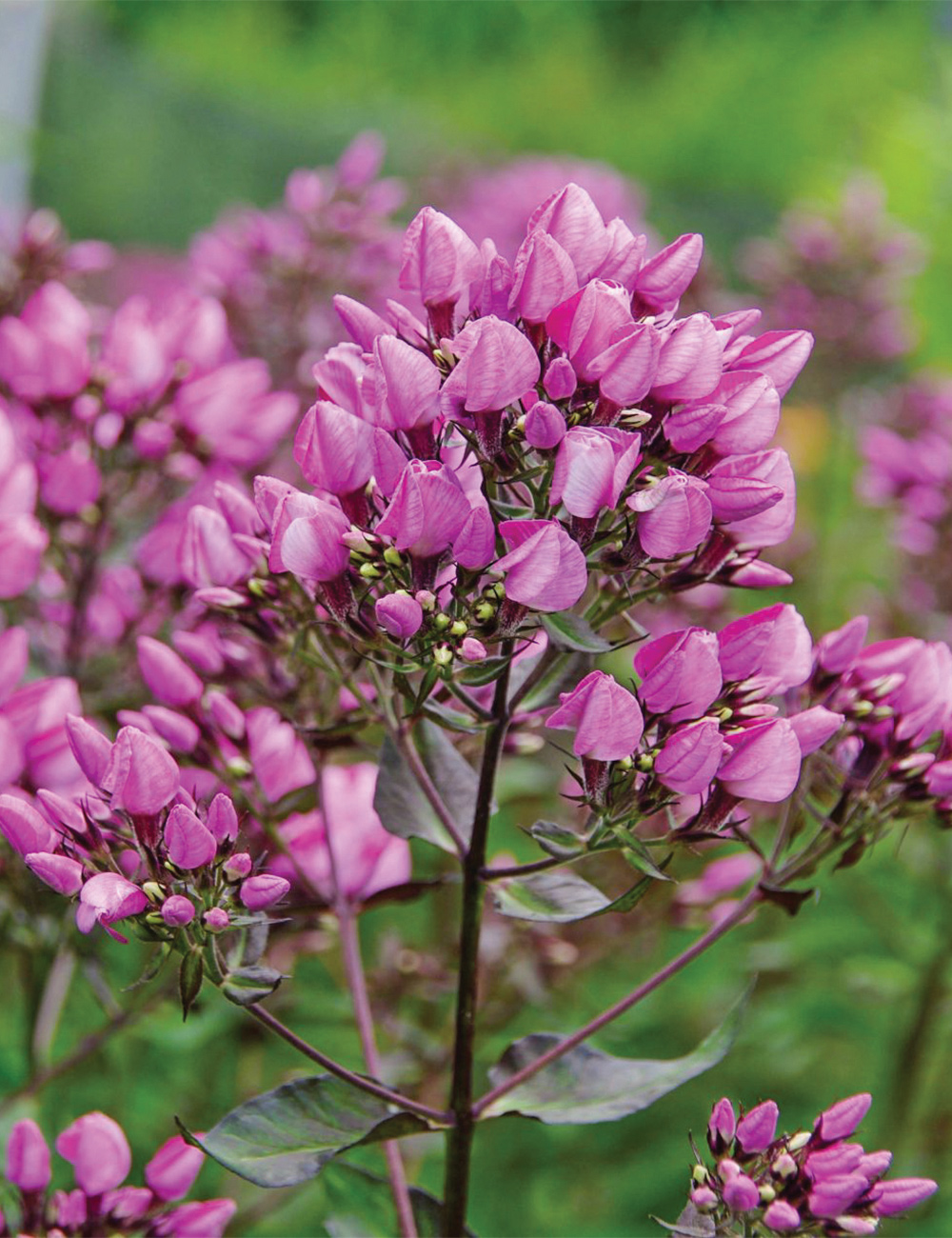 Phlox 'Butonik'