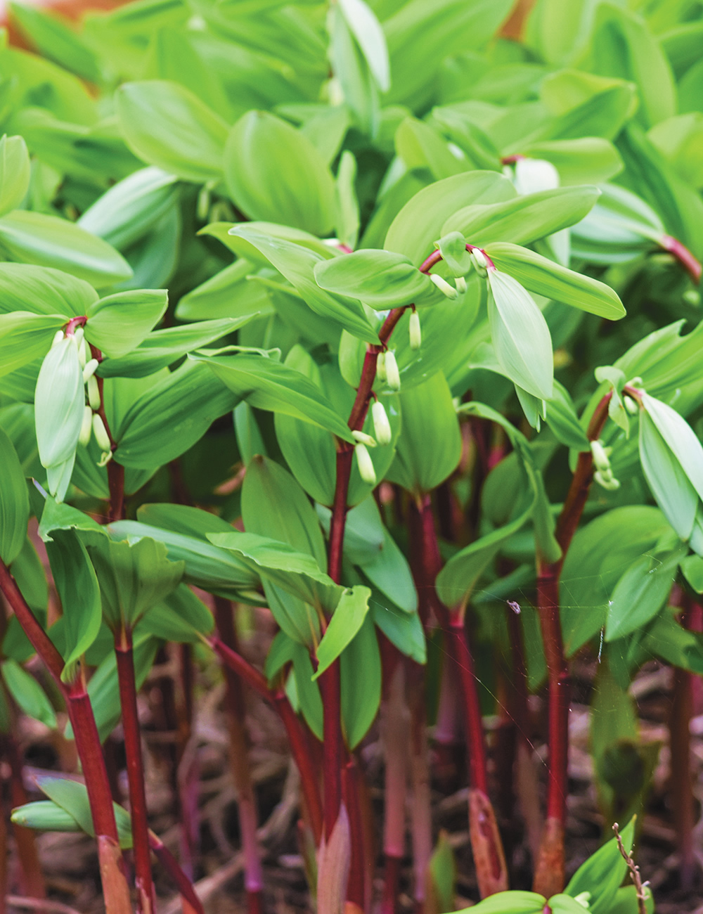 Solomon's Seal 'Red Stem'