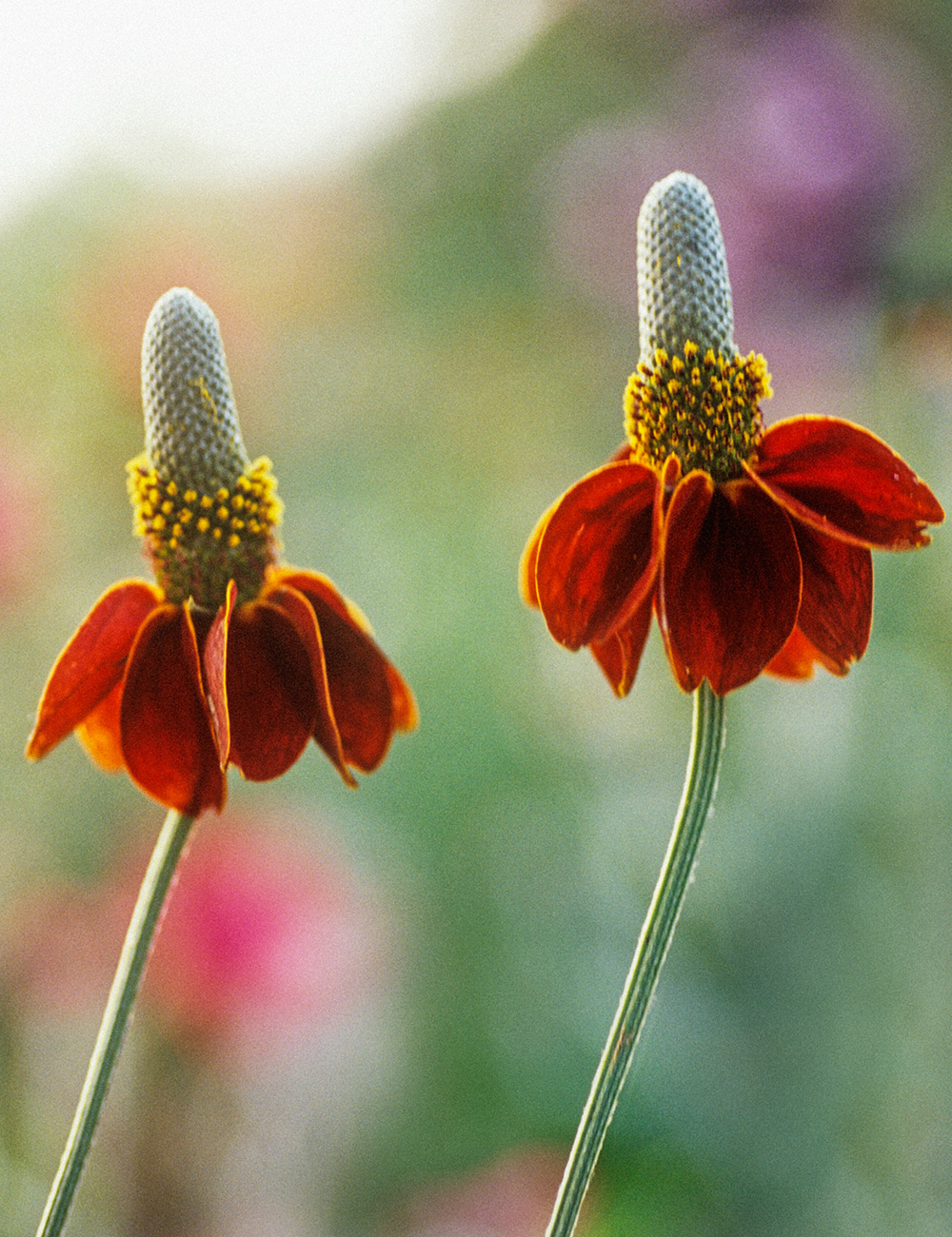 Mexican Hat Flower Red Midget