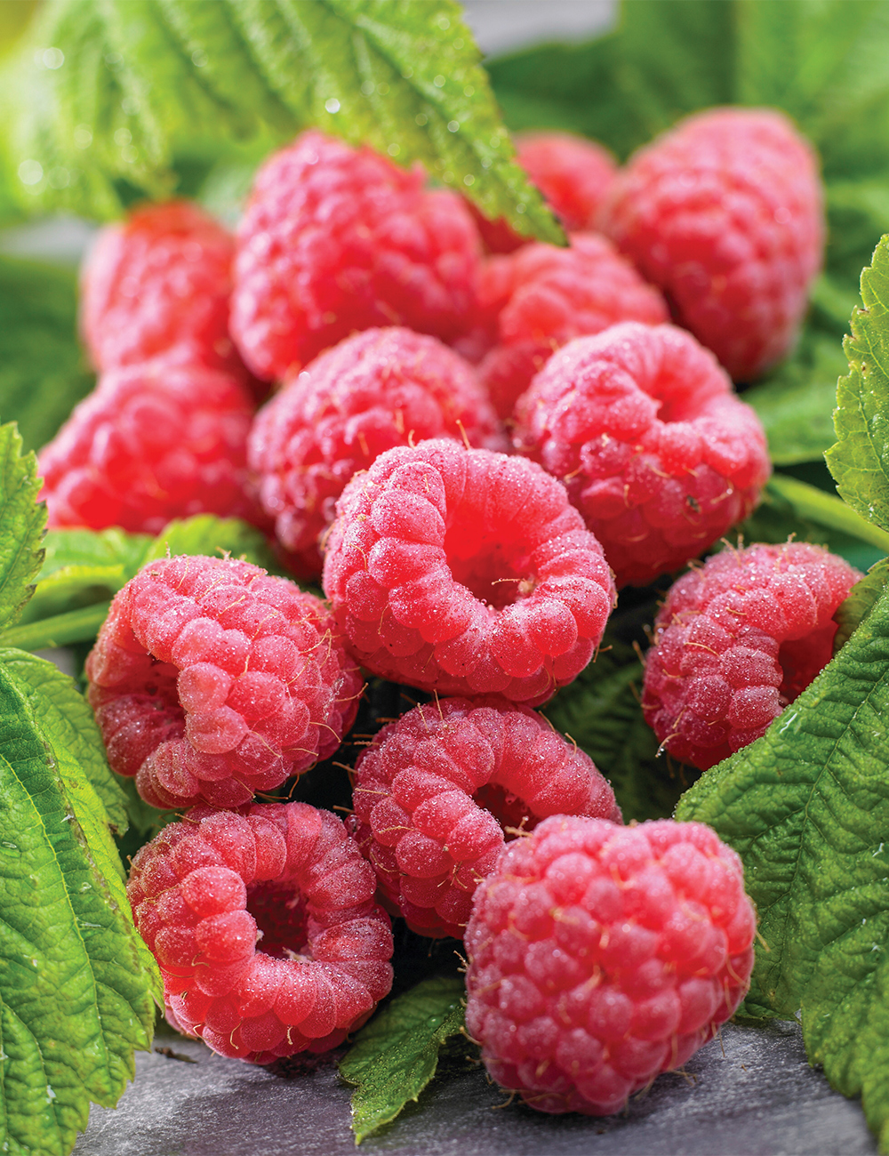 Raspberry Everbearer