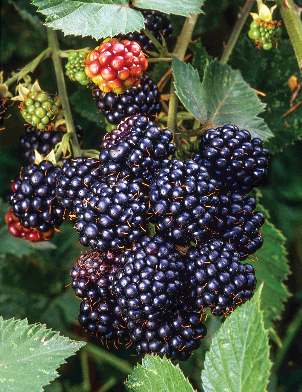 Blackberry 'Lawtonberry'