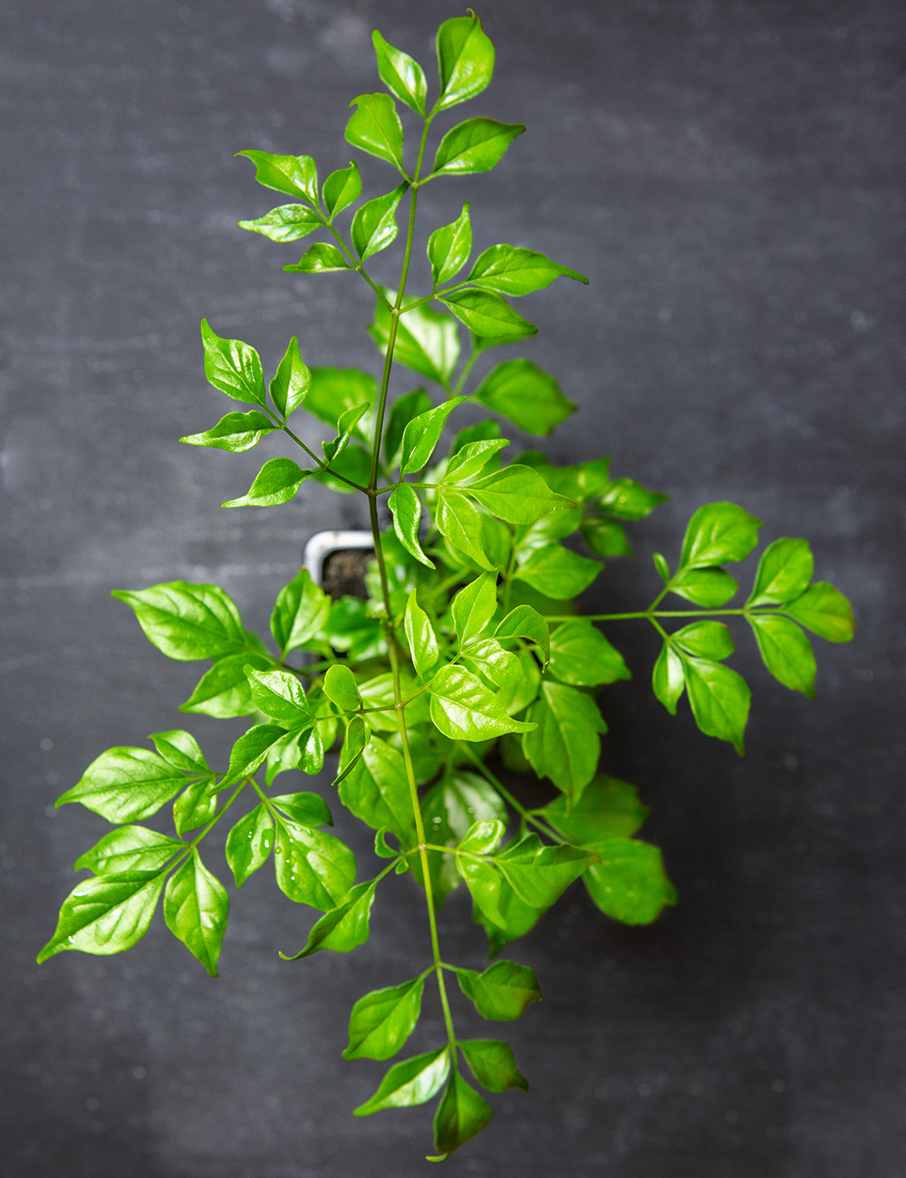 Rademachera China Doll Plant