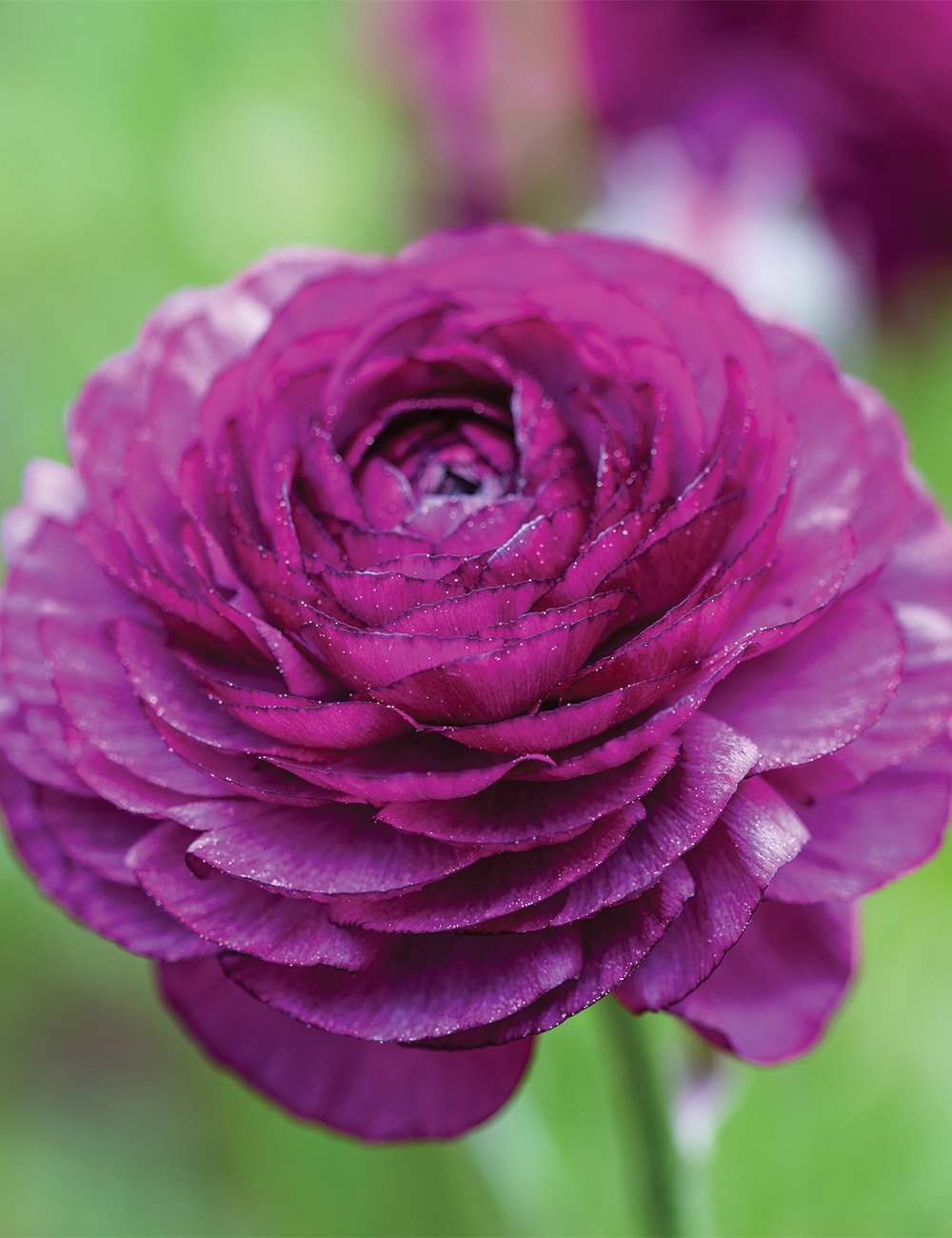 Renaissance Ranunculus 'Malva'