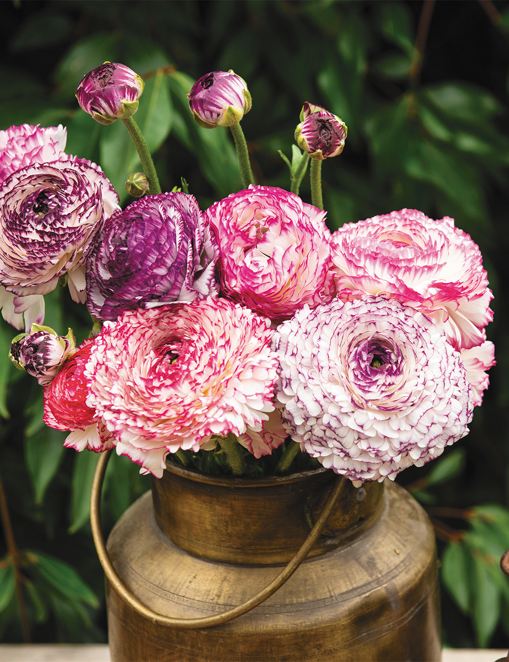 Renaissance Ranunculus Pastello Striato