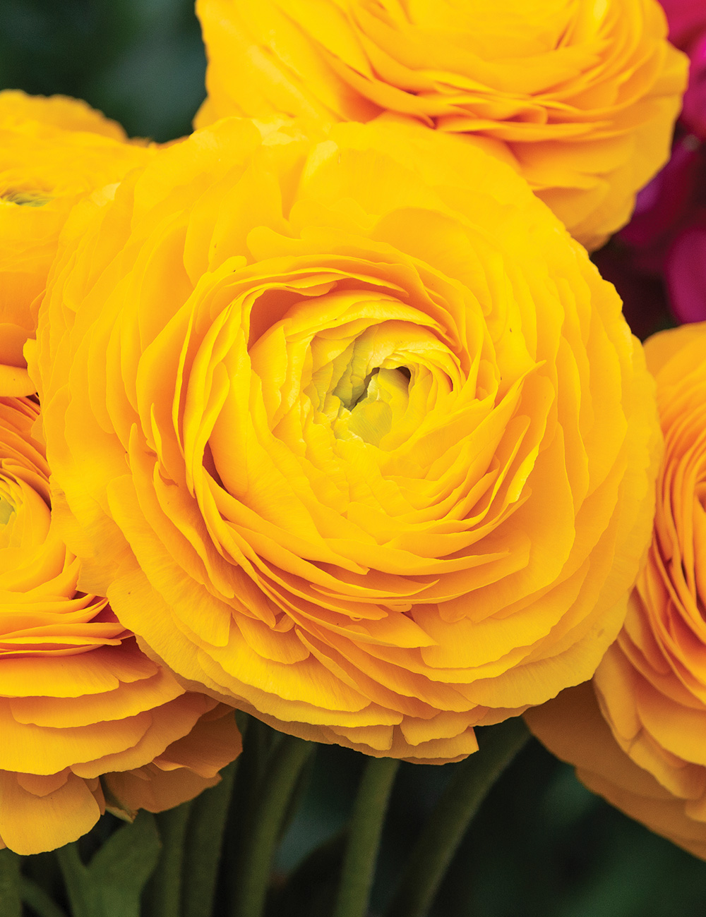 Renaissance Ranunculus 'Giallo'