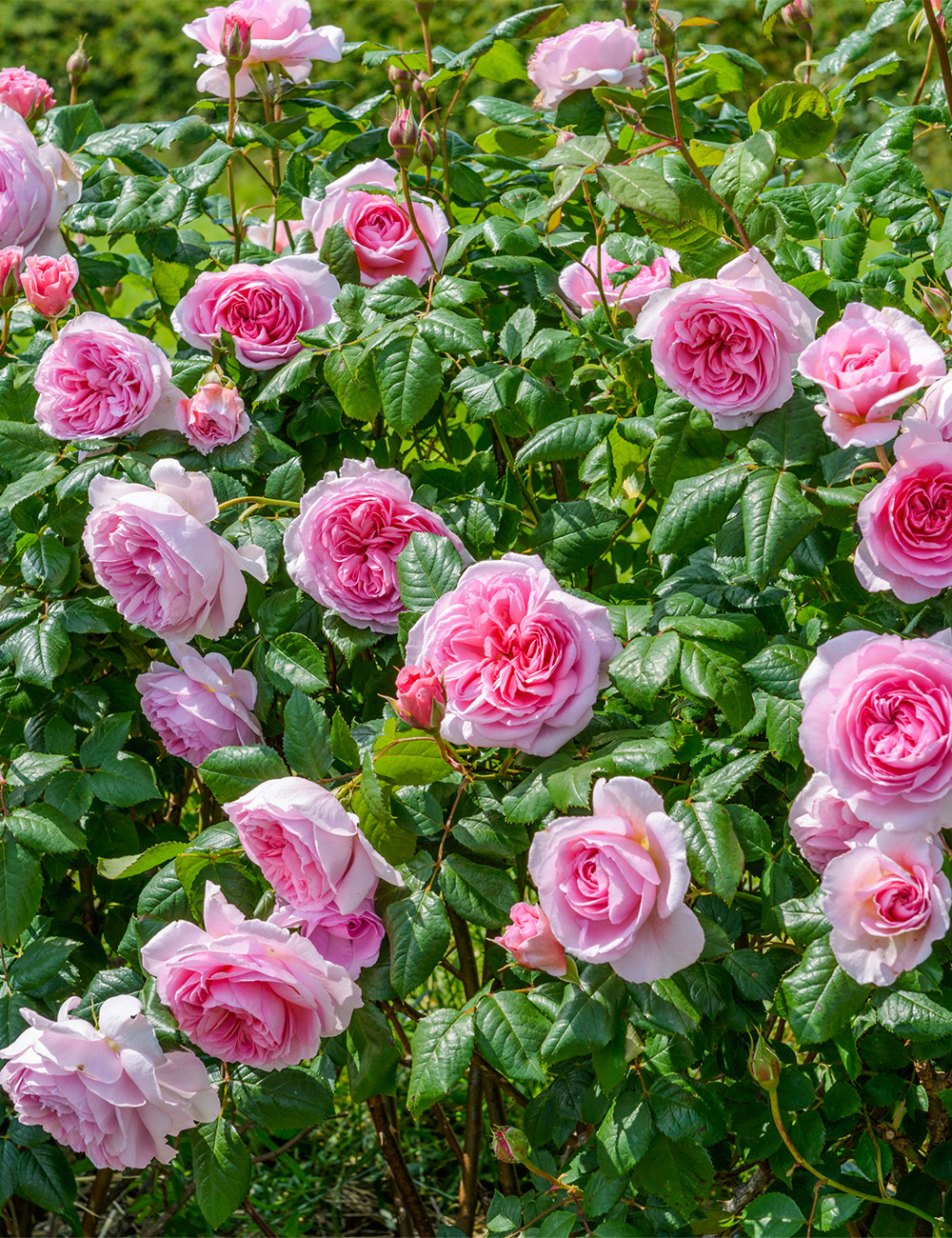 Rose 'Ancient Mariner'