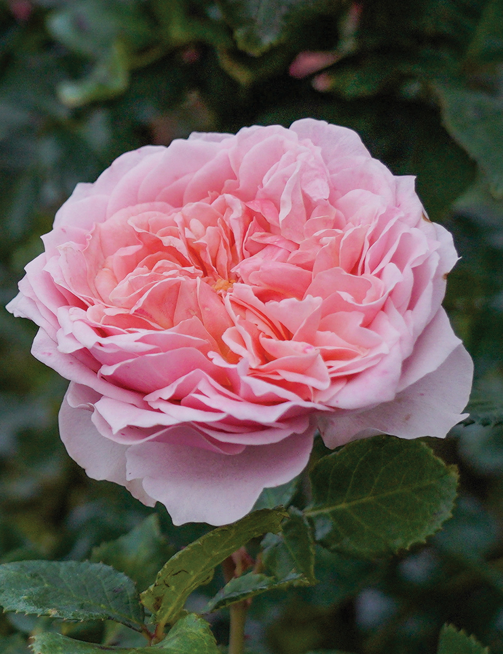 Rose 'Bridal Bouquet'