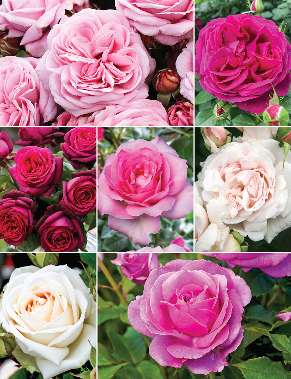 Fragrant Roses Collection
