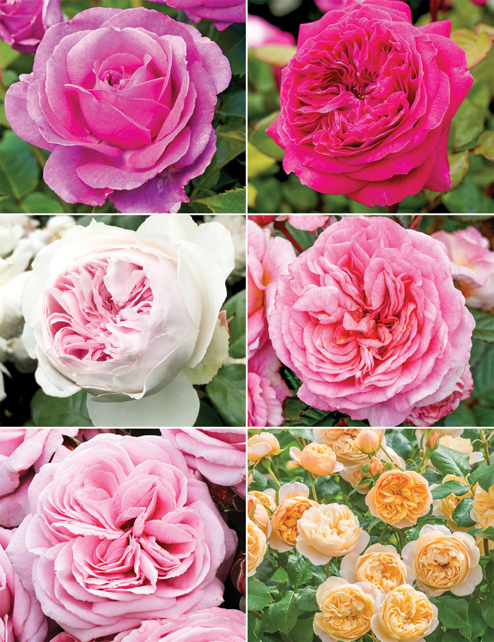 Fragrant Roses Collection