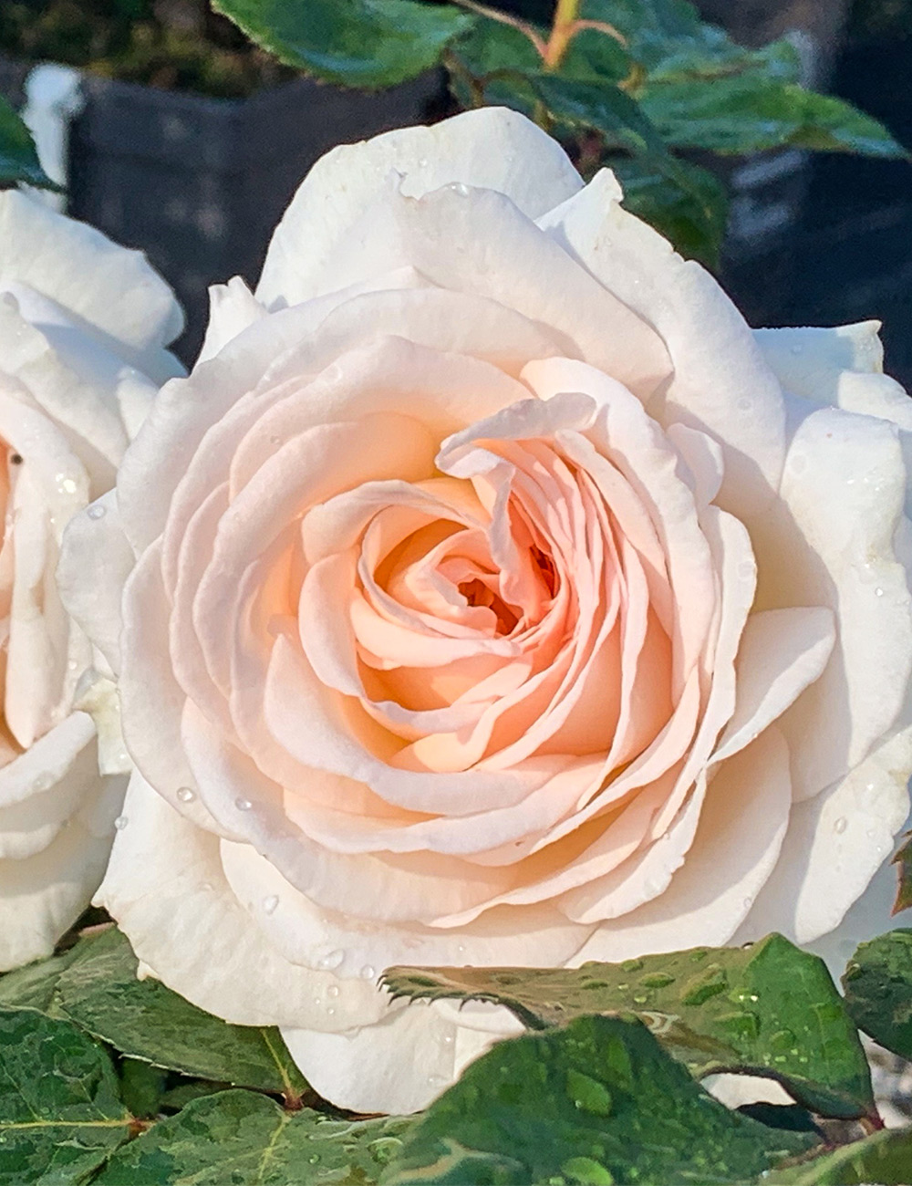 Rose 'Creamy Parfuma'