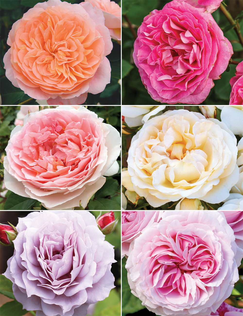 Excellence Roses Collection