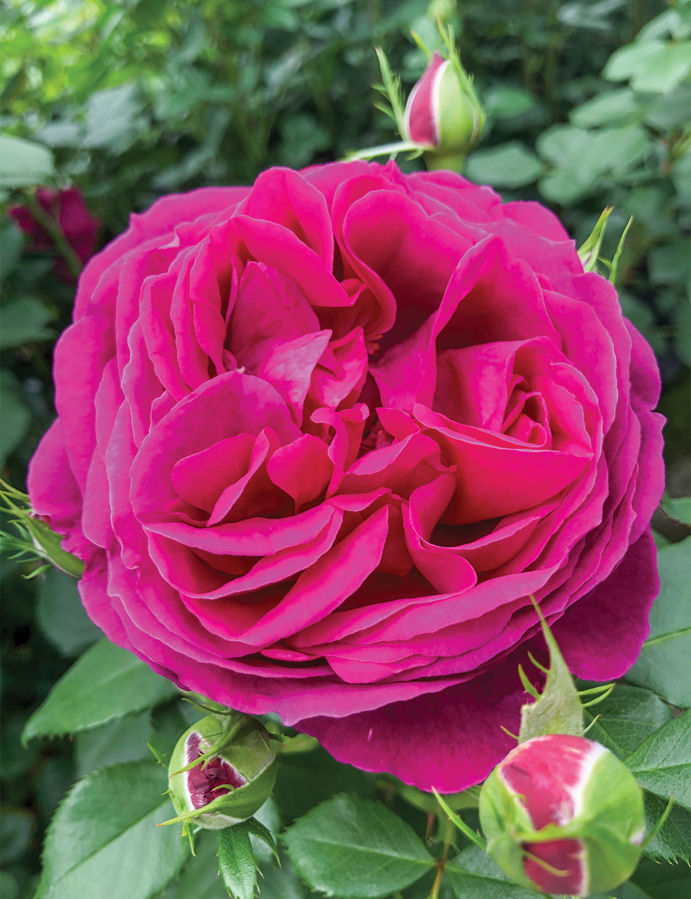 Rose 'Für Elise'