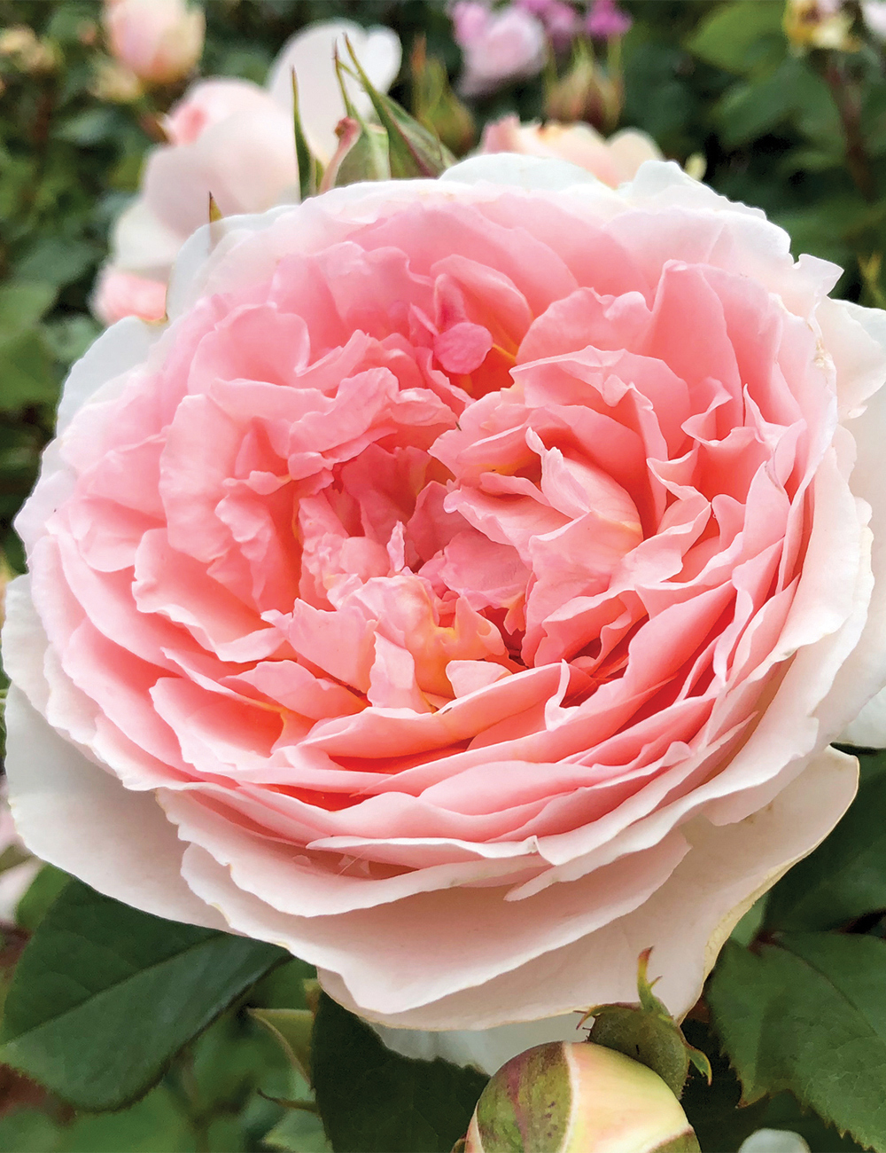 Rose 'Fairytale Magic'