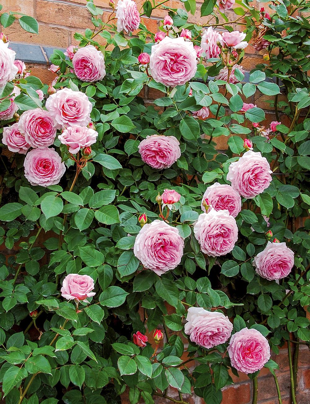 Rose 'James Galway'