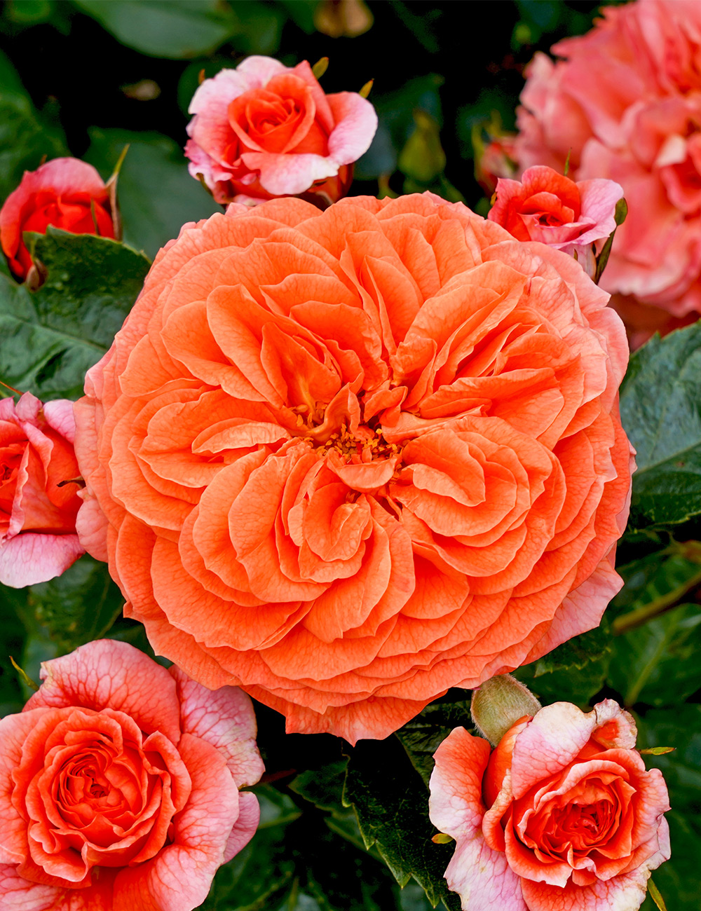 Rose 'Orangerie'