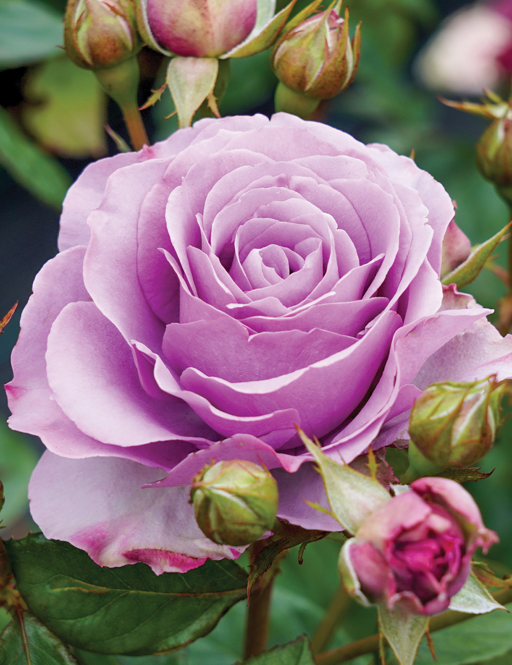 Rose 'Quick Silver'