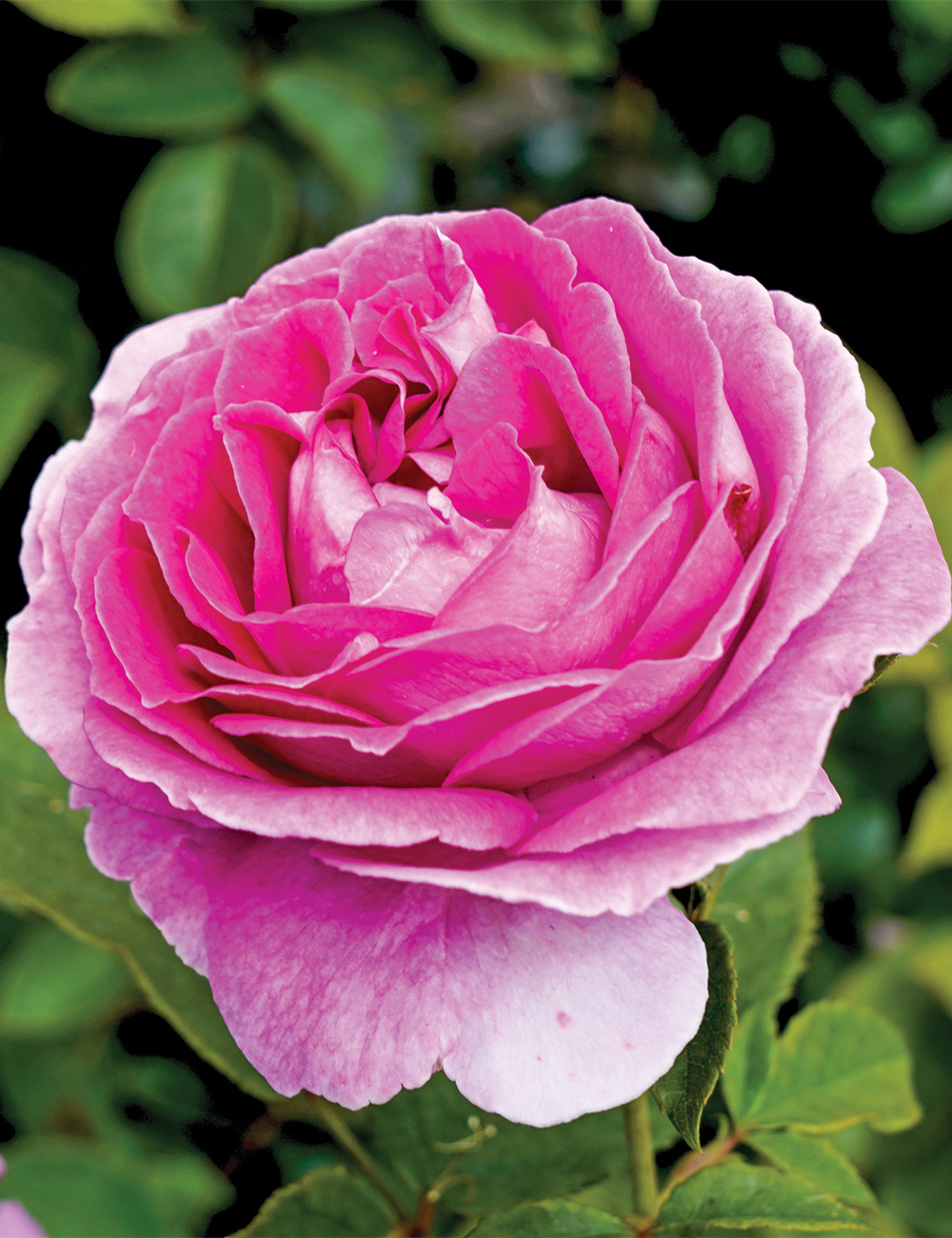 Rose 'Raspberry Cupcake'