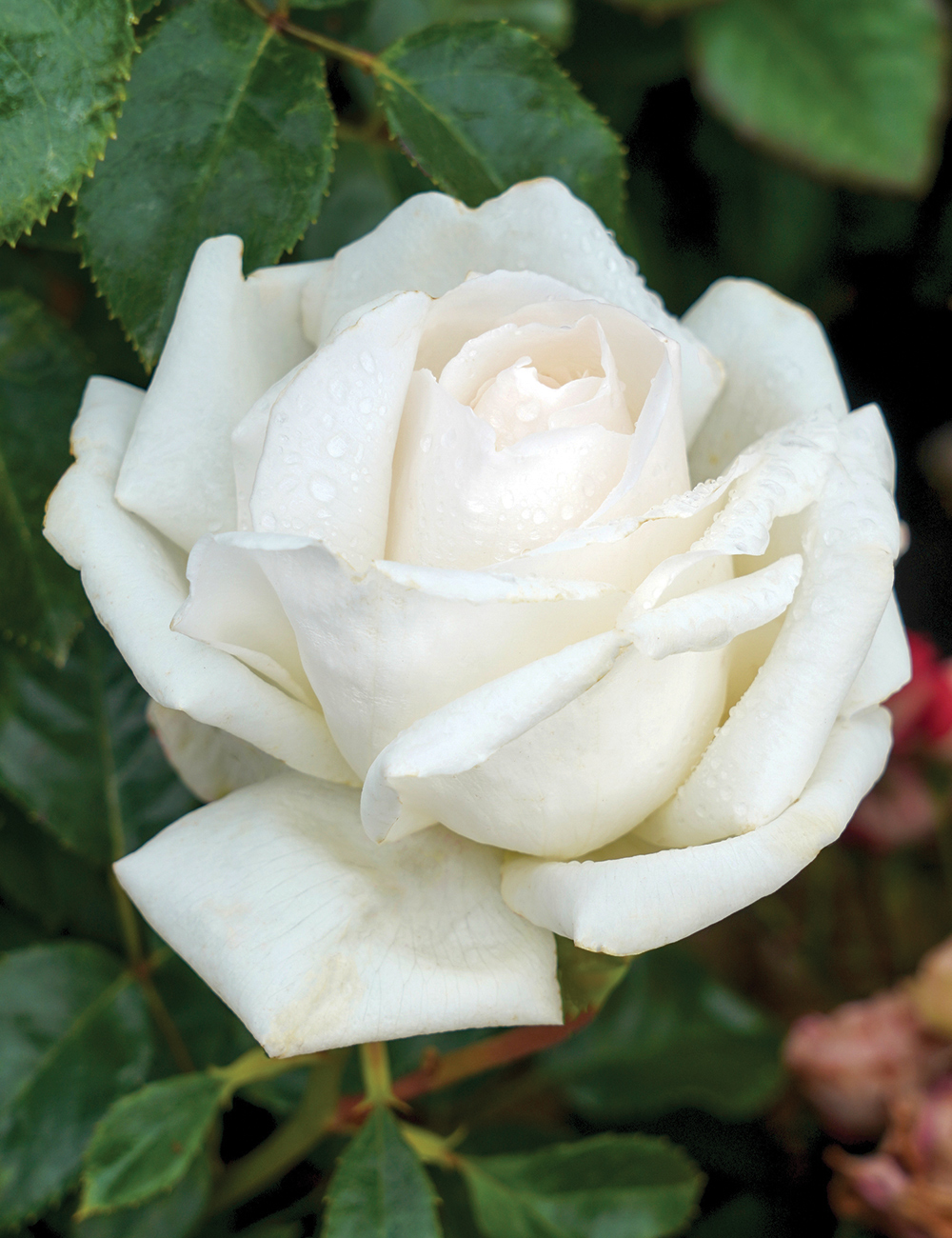 Rose 'Suffragette - The Vida Goldstein Rose'