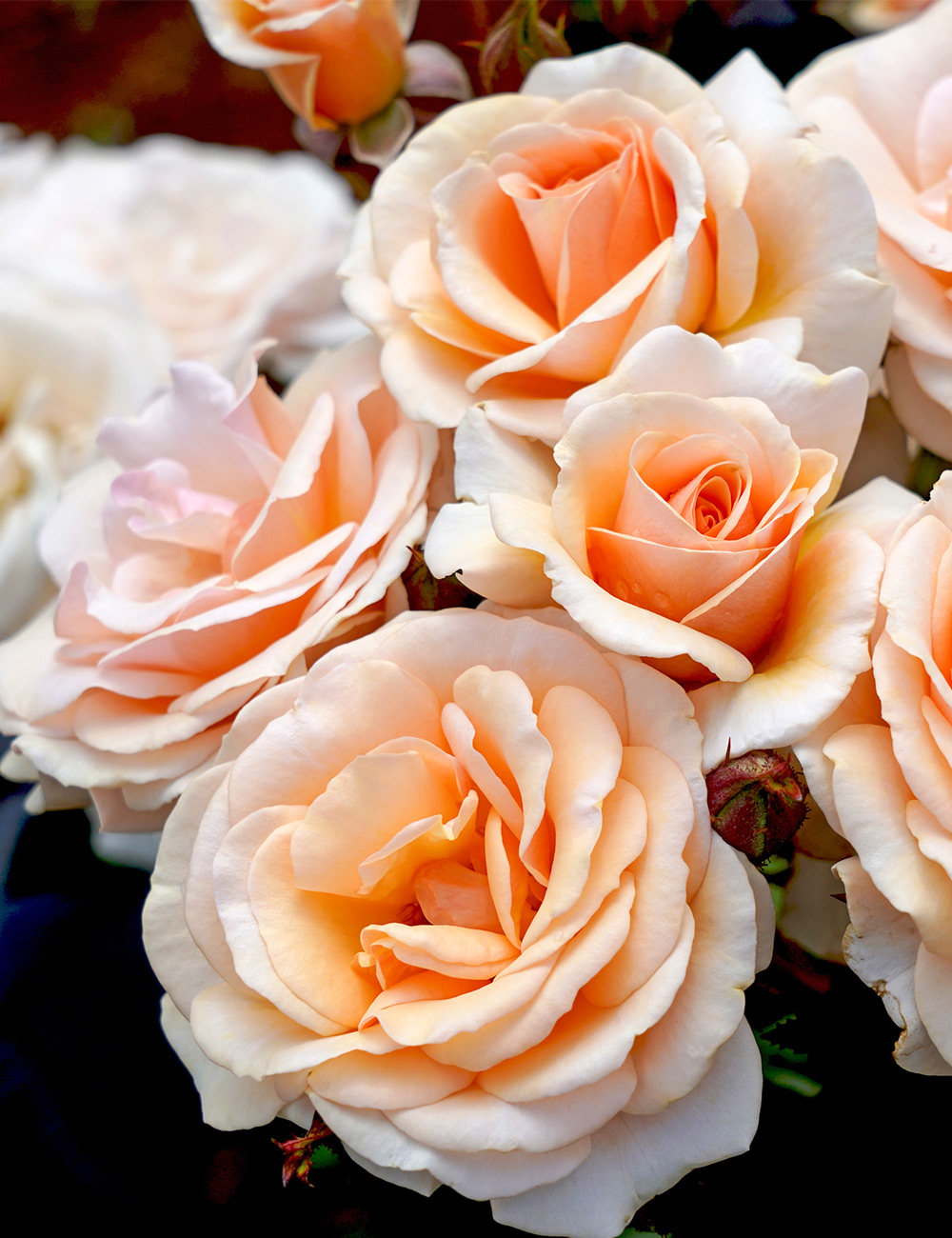 Rose 'Sweet Honey'