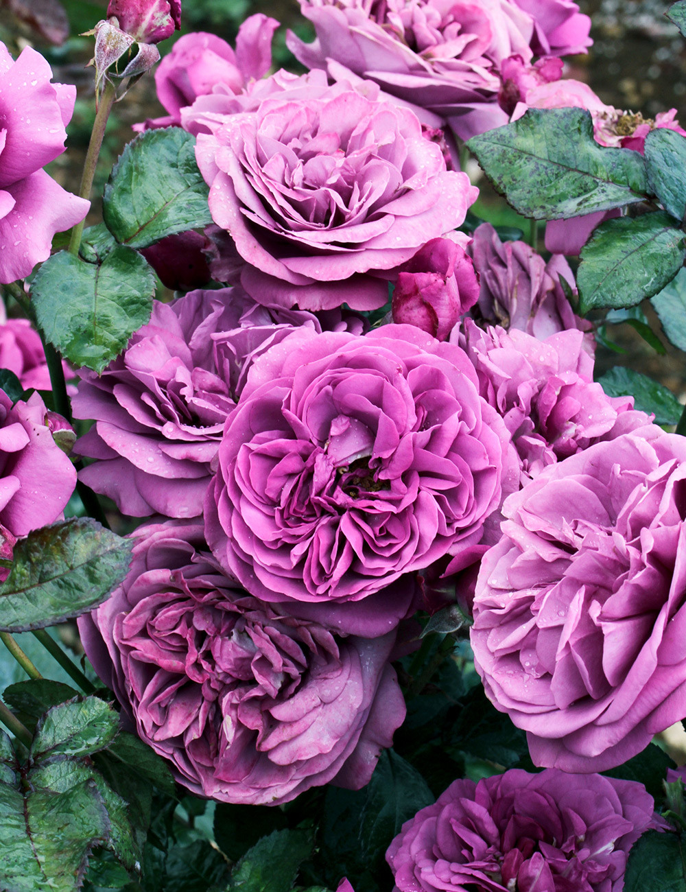 Rose 'Thank You Rose'