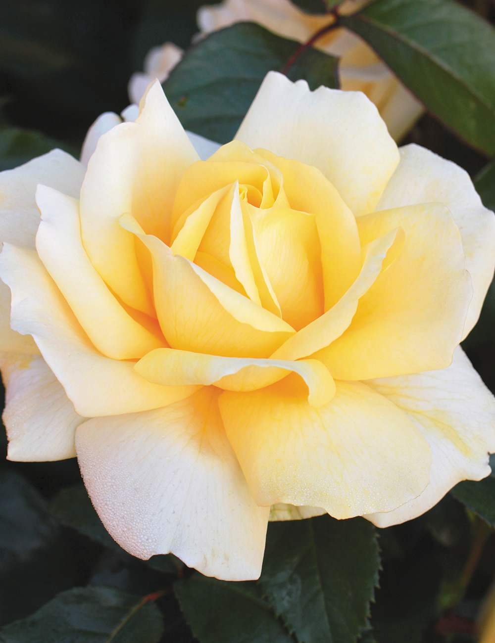 Rose 'Winter Sun'
