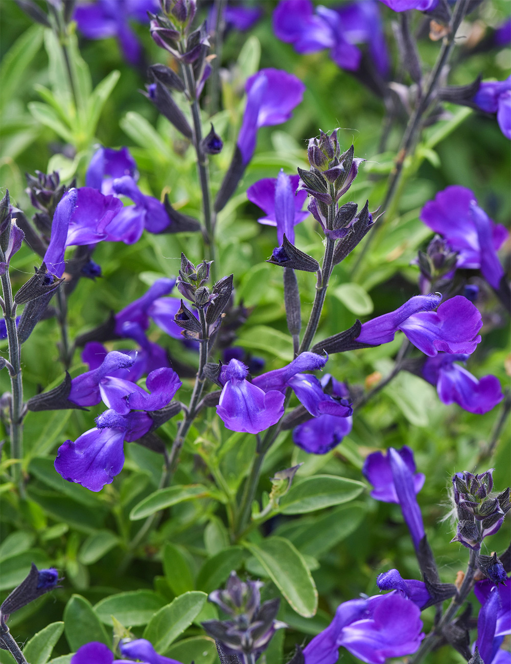 Salvia 'Mirage Blue'