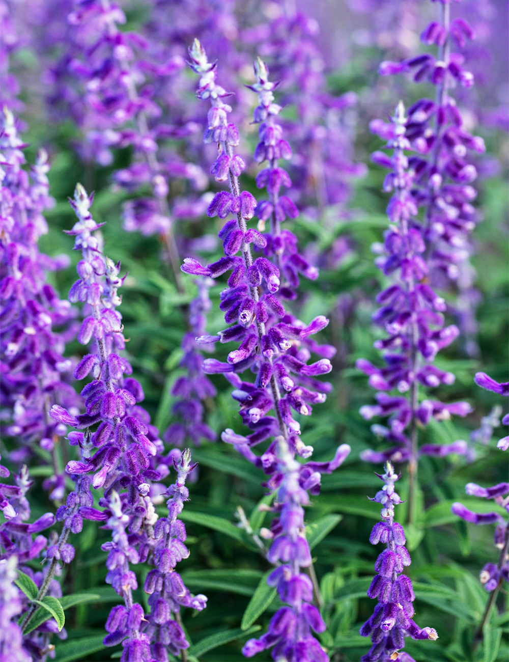 Salvia 'Santa Barbara'