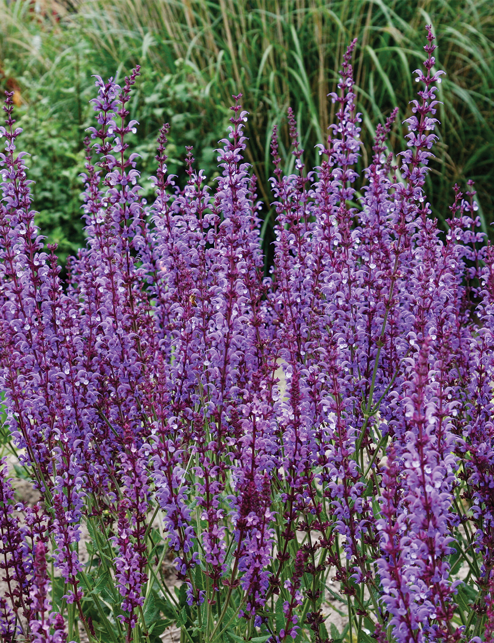 Salvia 'Dear Anja'