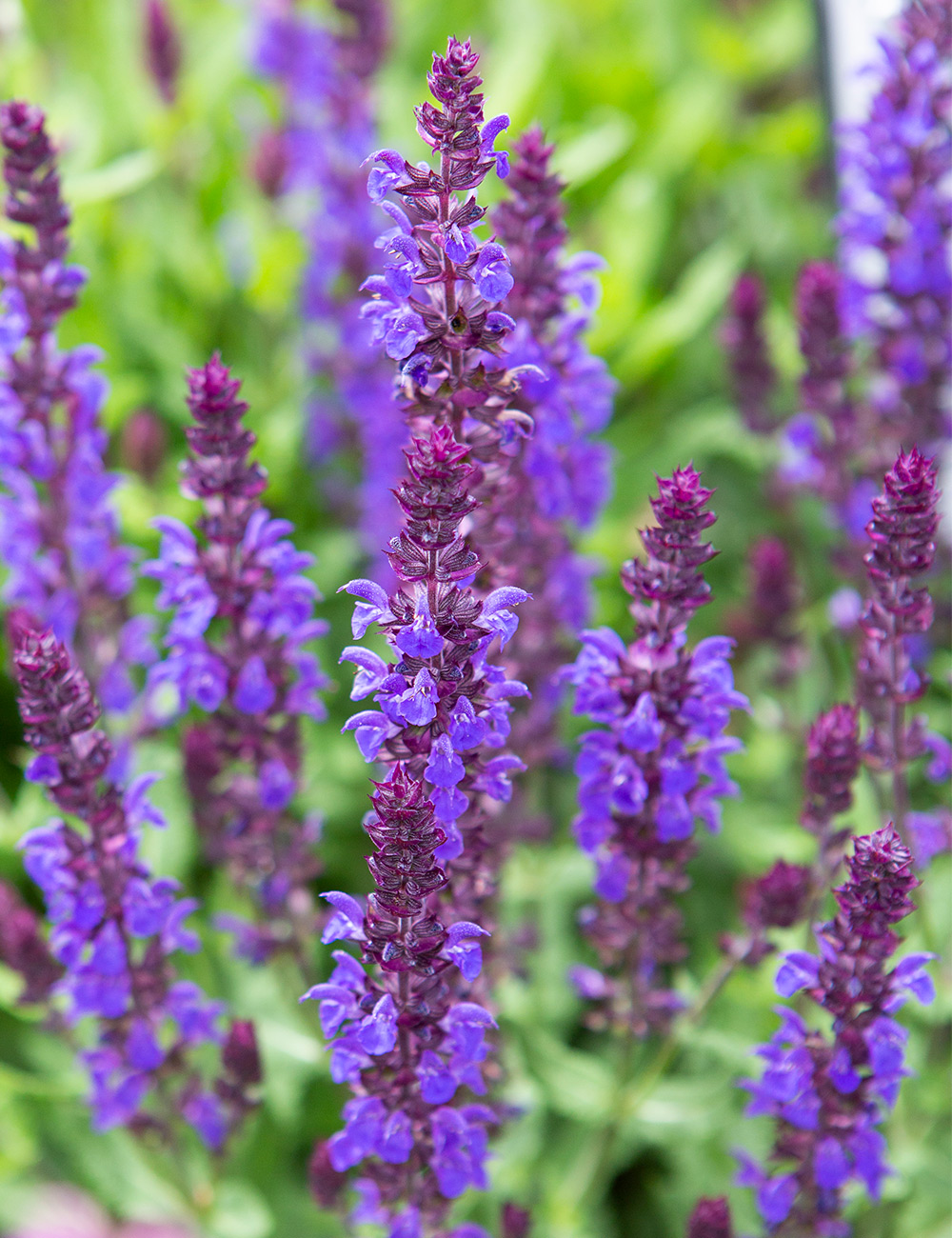 Salvia New Dimension 'Blue'