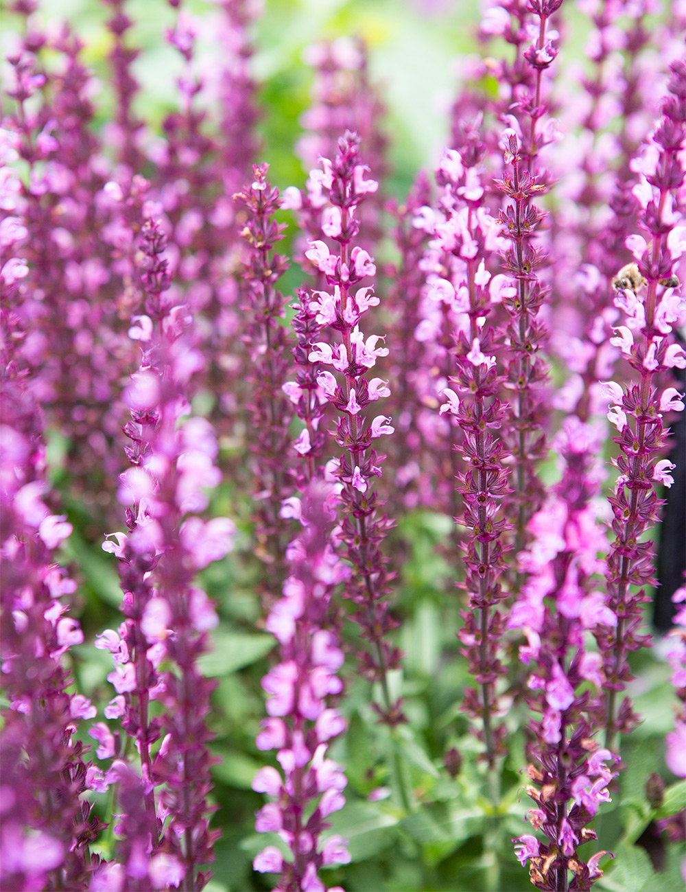 Salvia New Dimension 'Rose'