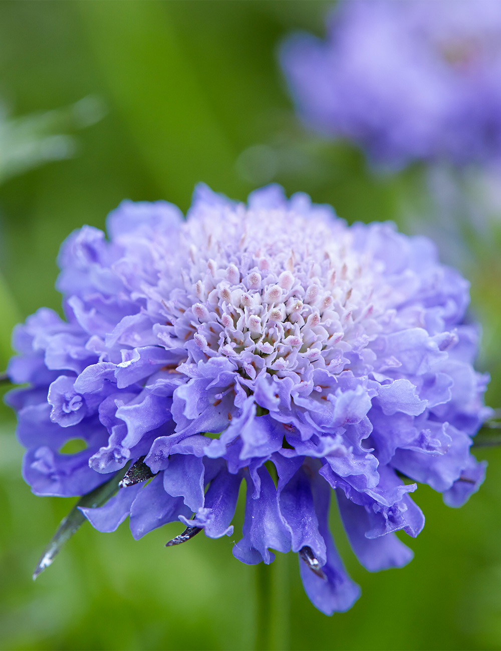 Scabiosa Fama Deep Blue
