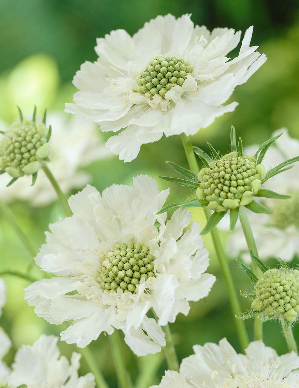 Scabiosa Fama White