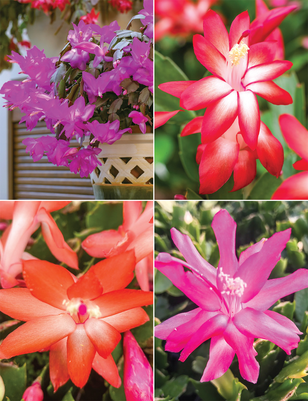 Zygocactus Collection