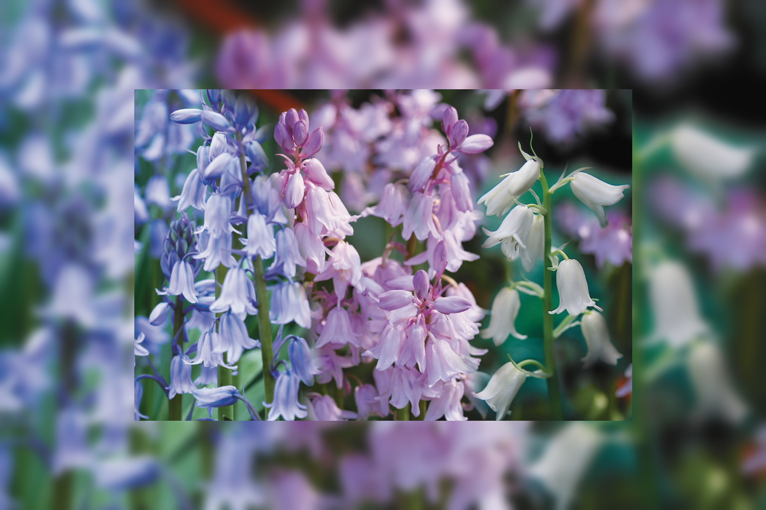 /products/SCHMX02.jpg