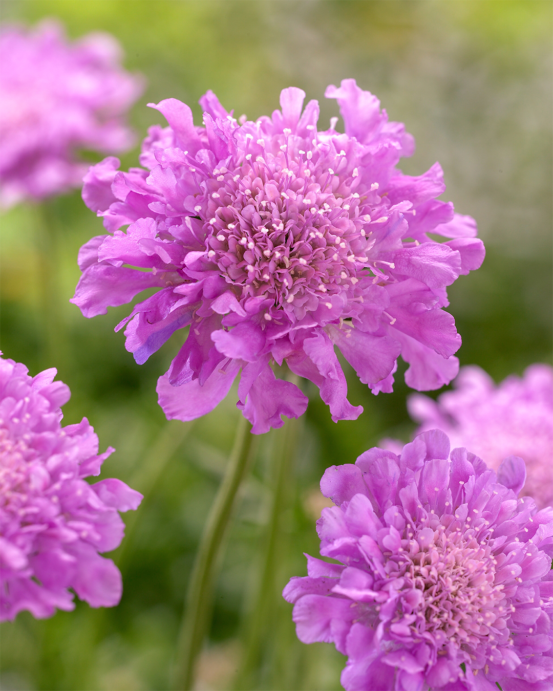 Scabiosa Mariposa Candy Pink