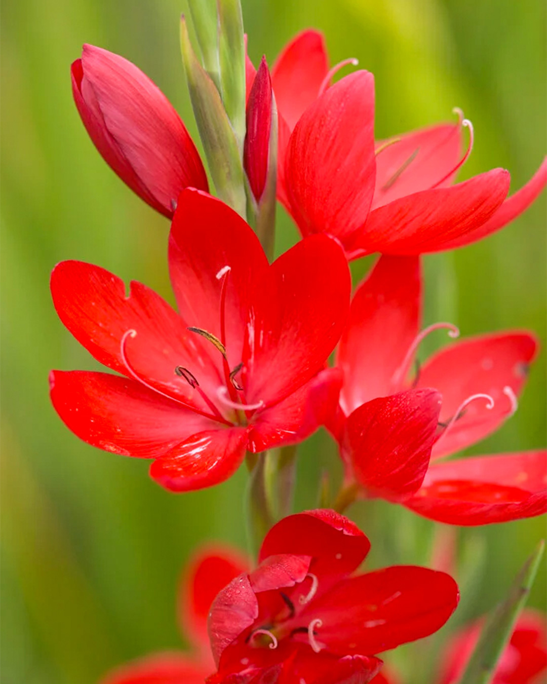 Crimson Flag Lily Major