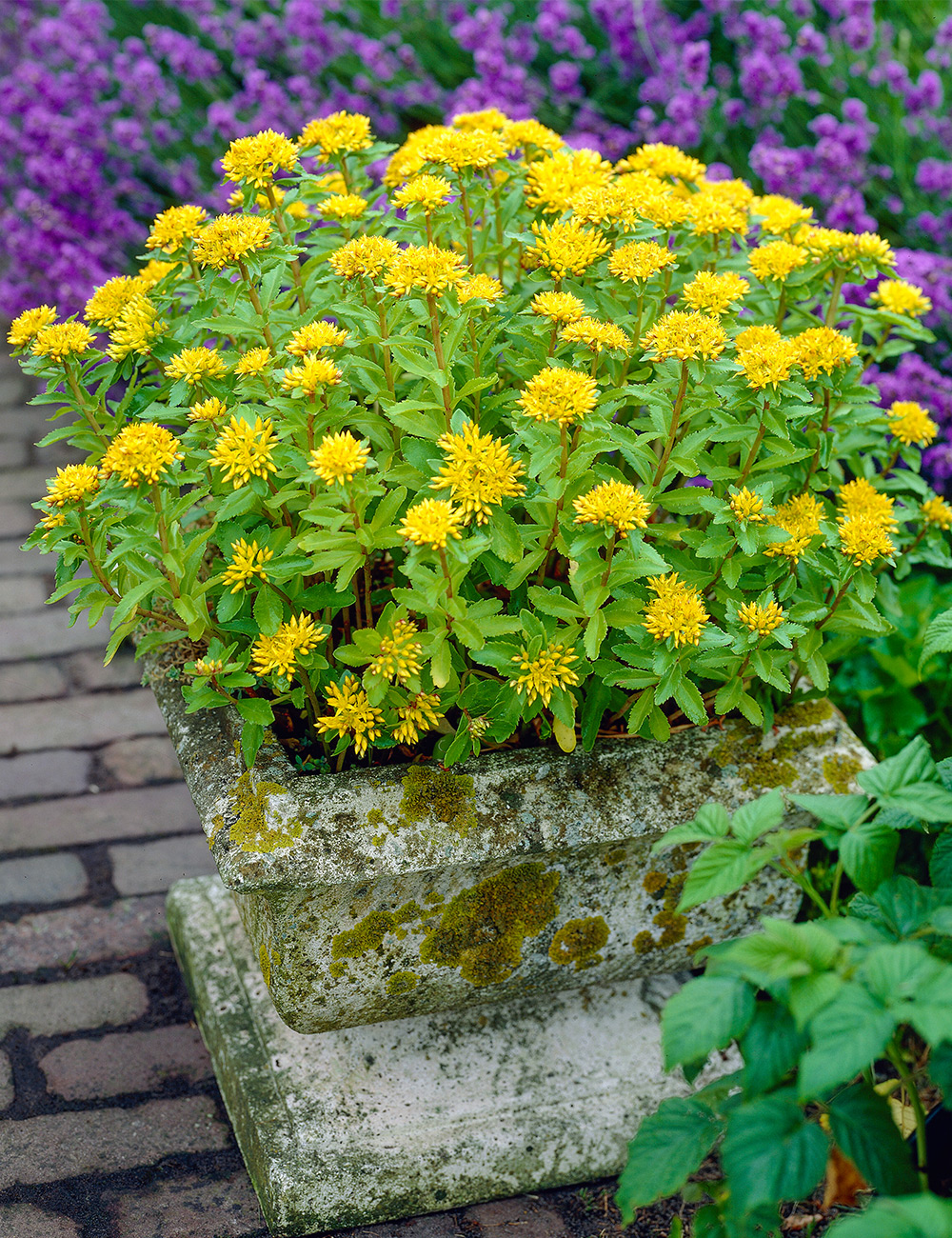 Sedum 'Aizoon Stonecrop'