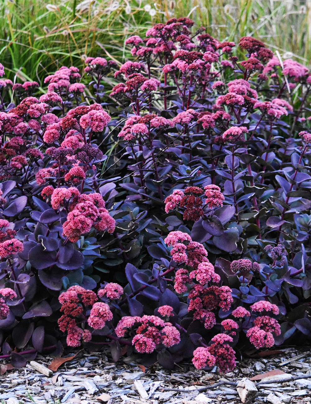 Sedum 'Blue Pearl'