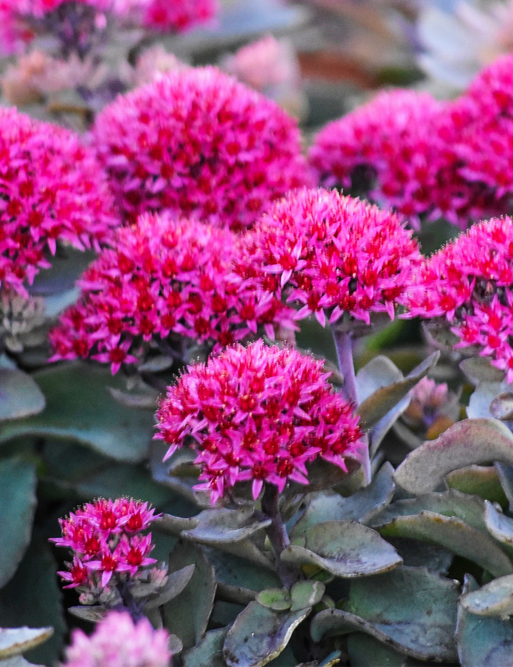 Sedum 'Dynamite'