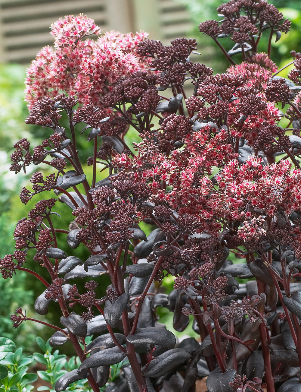 Sedum 'Postman's Pride'