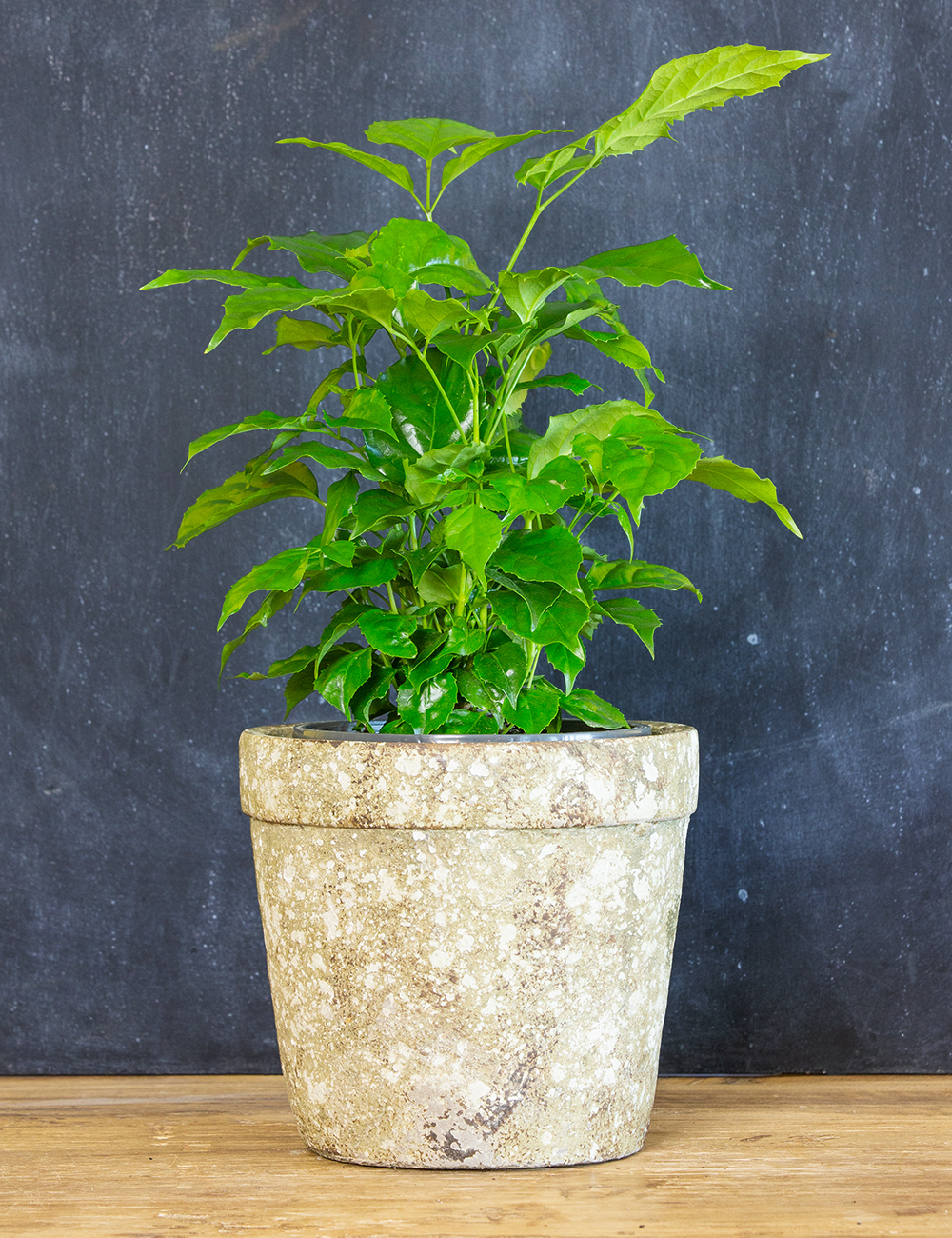 Umbrella Tree 'Amate'