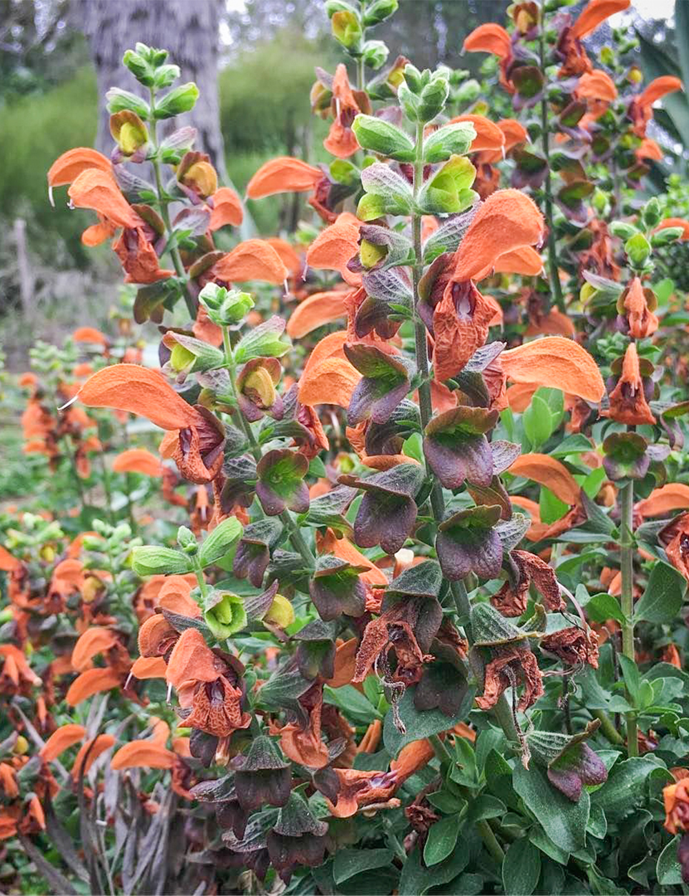 Salvia 'Golden Sage'