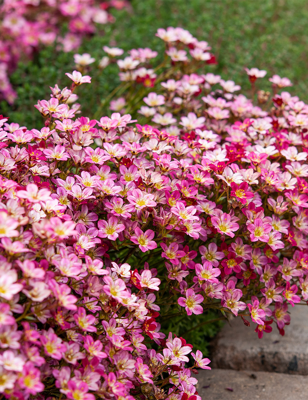Mossy Saxifraga Alpino 'Early Carnival'