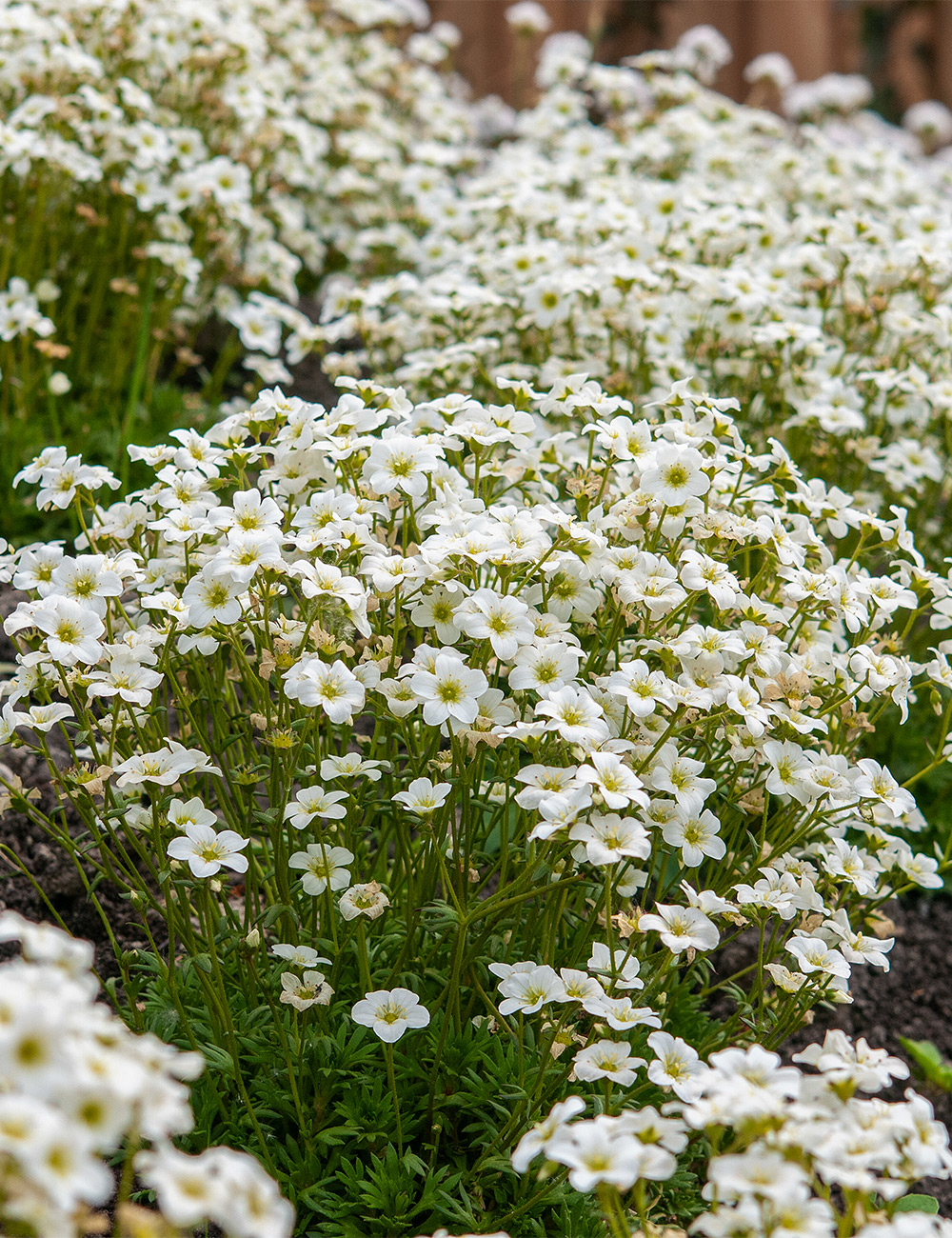 Mossy Saxifraga Alpino 'White'
