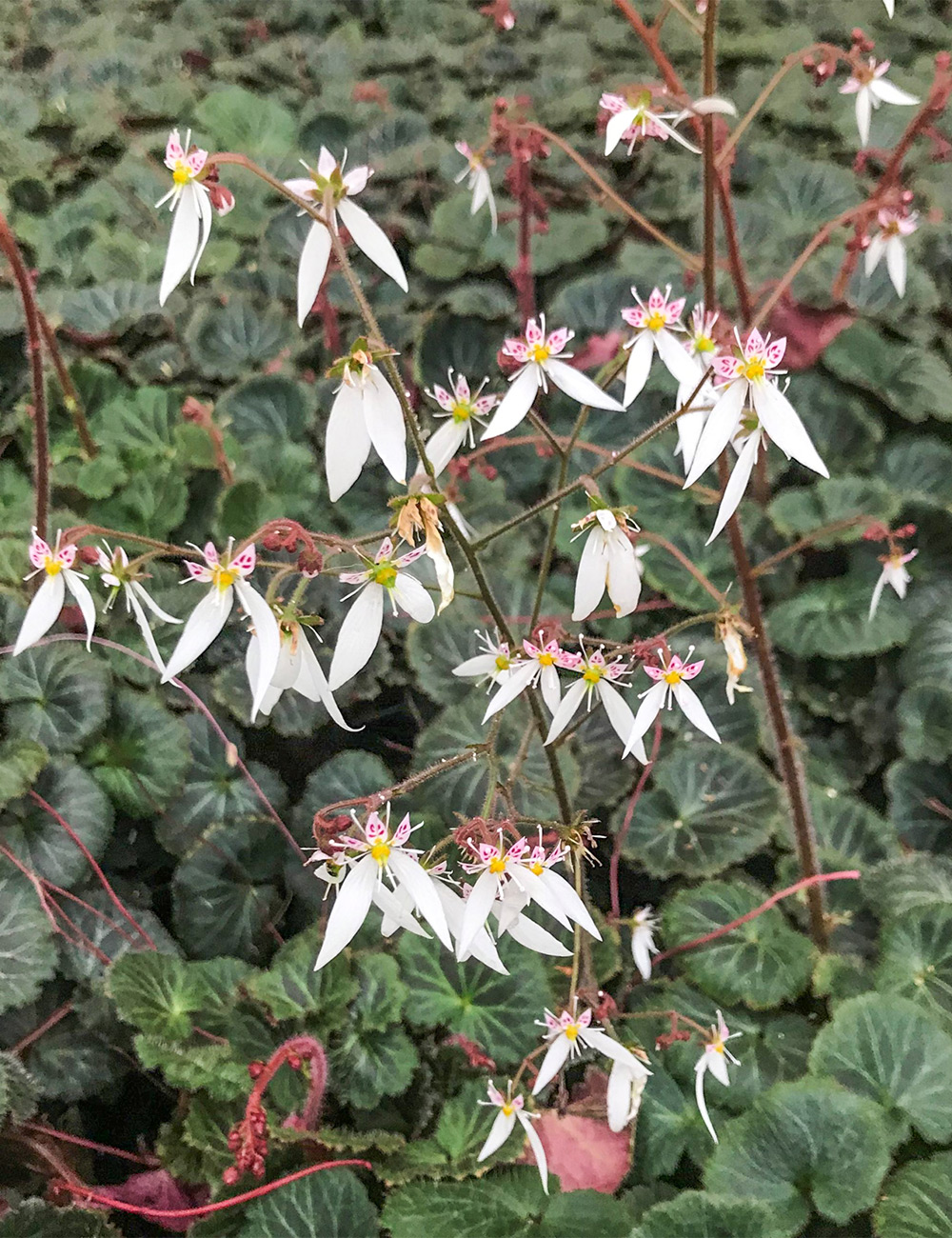 Strawberry Begonia