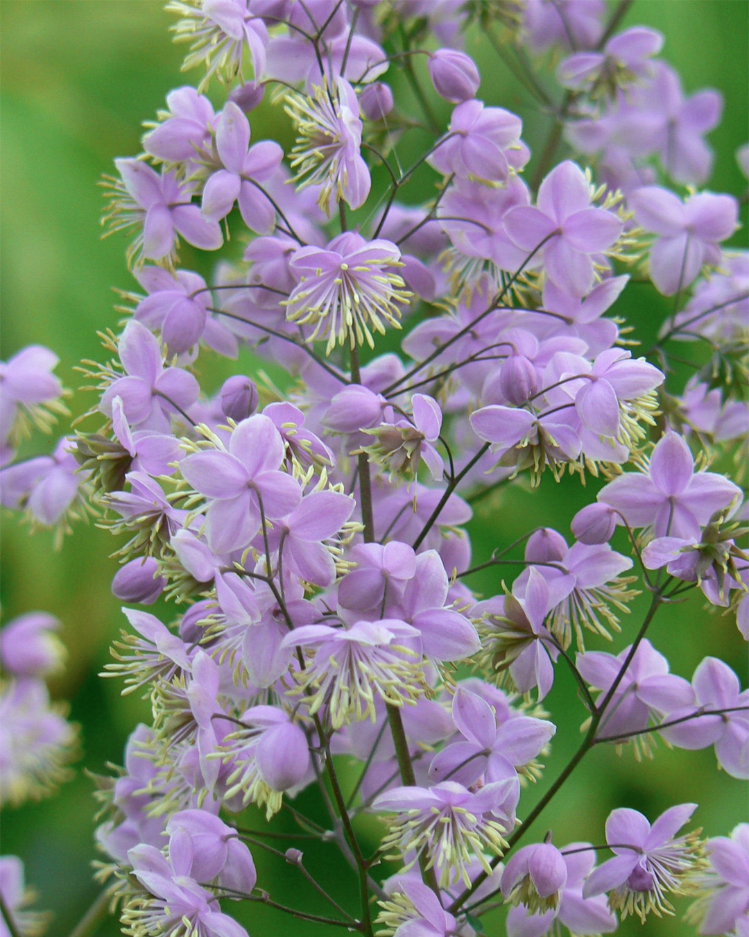 Thalictrum Ankum