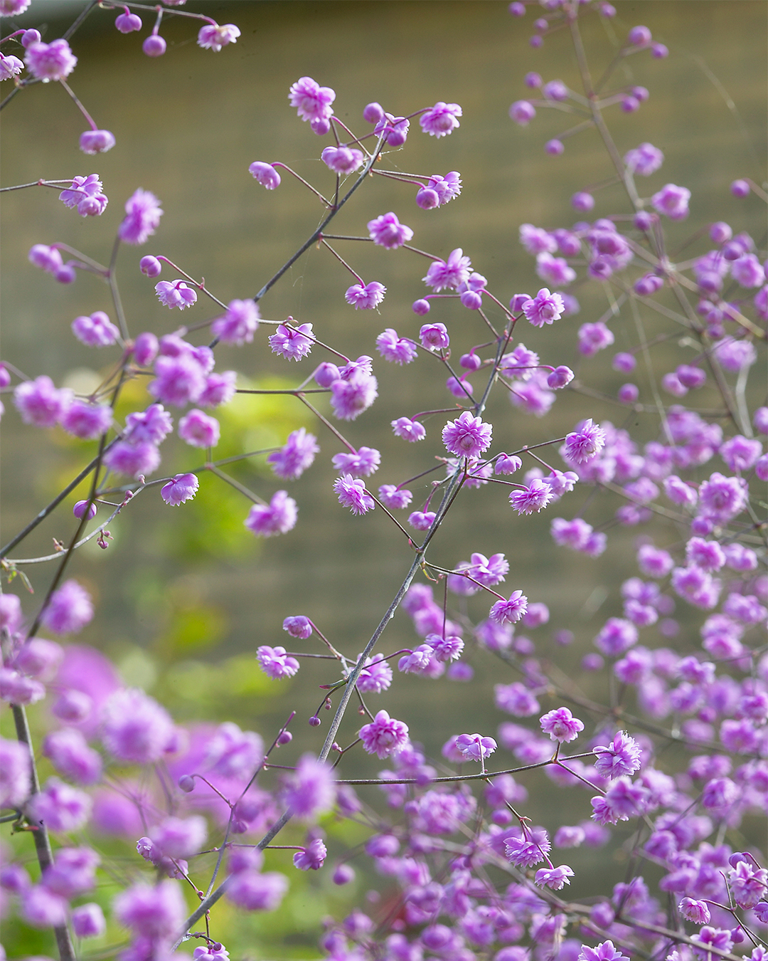Thalictrum Hewitt's Double