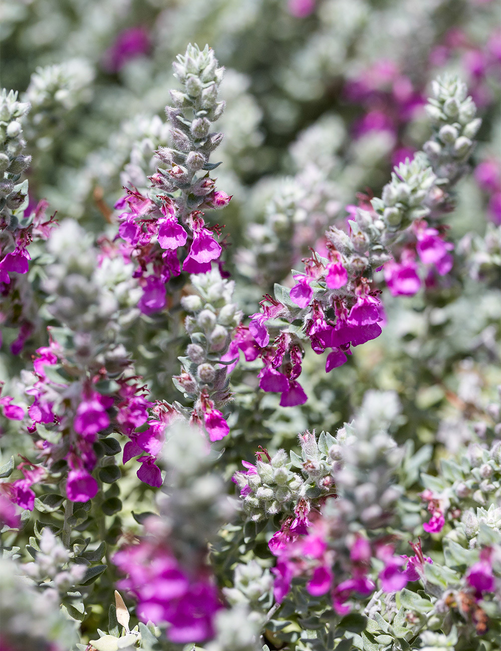 Teucrium Cat Thyme
