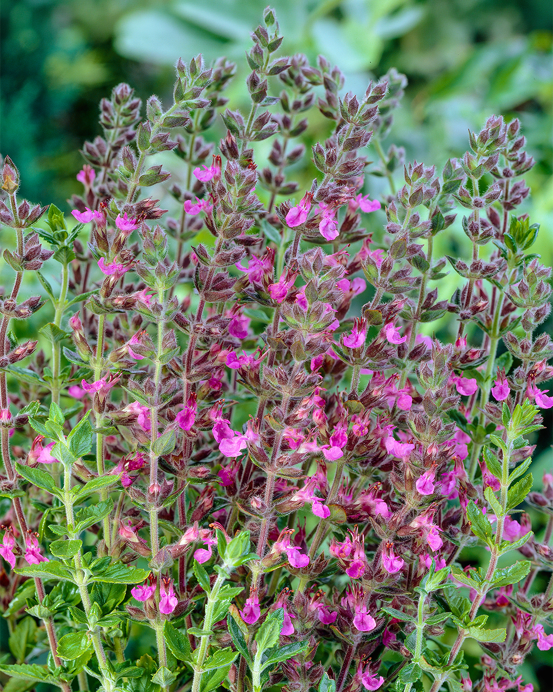 Teucrium 'Wall Germander'
